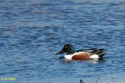 Canard souchet